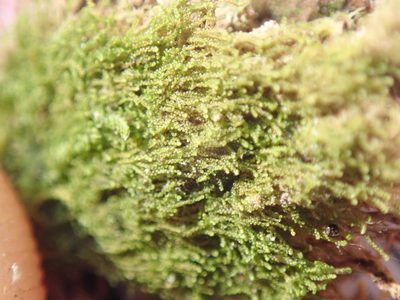 Cephaloziella turneri, photographed by Randal