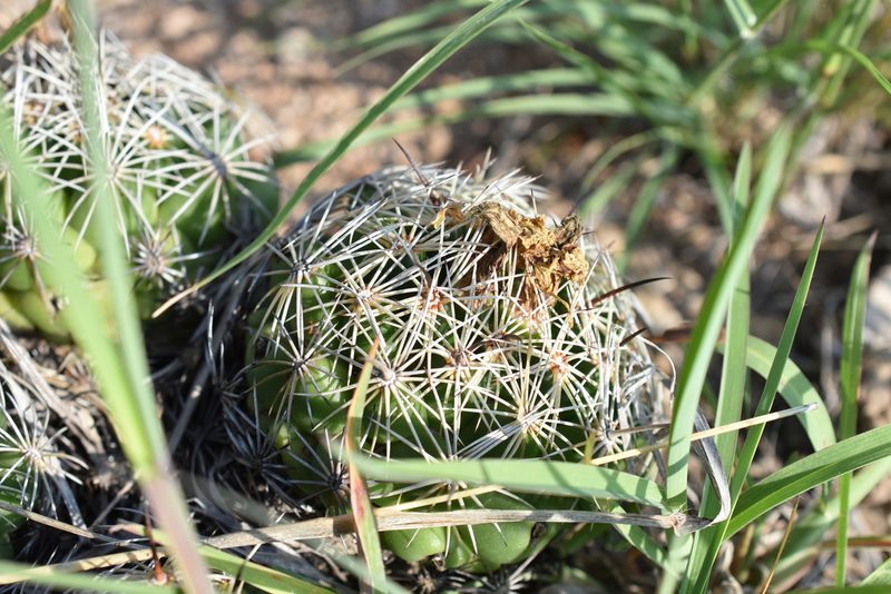 Coryphantha cornifera, photographed by P Gonzalez Zamora