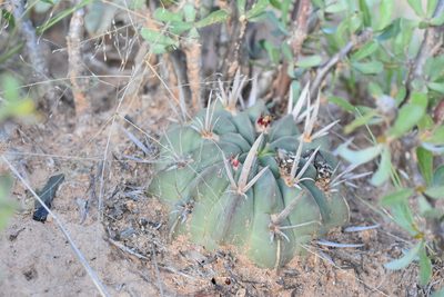 Stenocactus coptonogonus, photographed by P Gonzalez Zamora