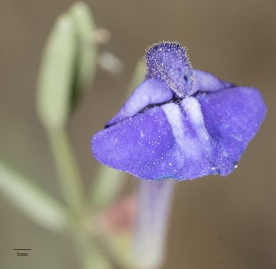 Scutellaria siphocampyloides, photographed by Jesse Rorabaugh
