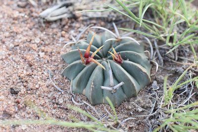Stenocactus coptonogonus, photographed by P Gonzalez Zamora