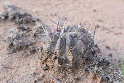 Stenocactus coptonogonus, photographed by P Gonzalez Zamora