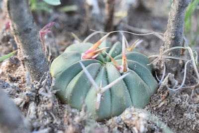 Stenocactus coptonogonus, photographed by P Gonzalez Zamora