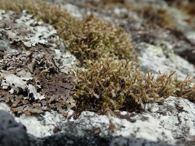 Hedwigia stellata, photographed by Randal