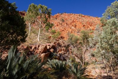 Macrozamia macdonnellii, photographed by dhfischer