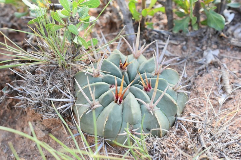 Stenocactus coptonogonus, photographed by P Gonzalez Zamora
