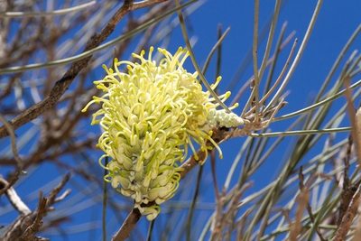 Hakea lorea, photographed by dhfischer