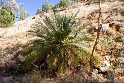 Macrozamia macdonnellii, photographed by dhfischer
