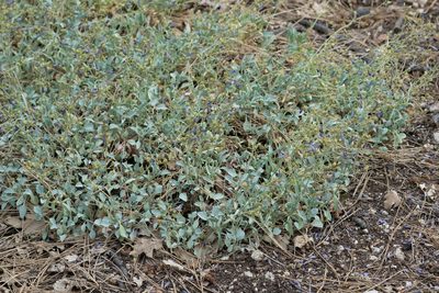 Penstemon caesius, photographed by Jesse Rorabaugh