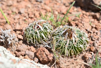 Stenocactus phyllacanthus, photographed by P Gonzalez Zamora