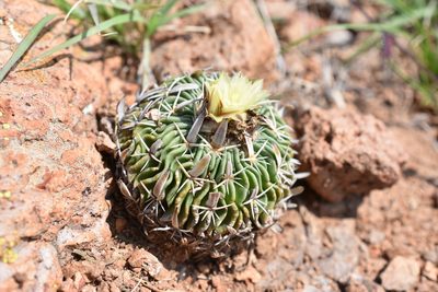 Stenocactus phyllacanthus, photographed by P Gonzalez Zamora
