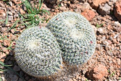 Mammillaria muehlenpfordtii, photographed by P Gonzalez Zamora