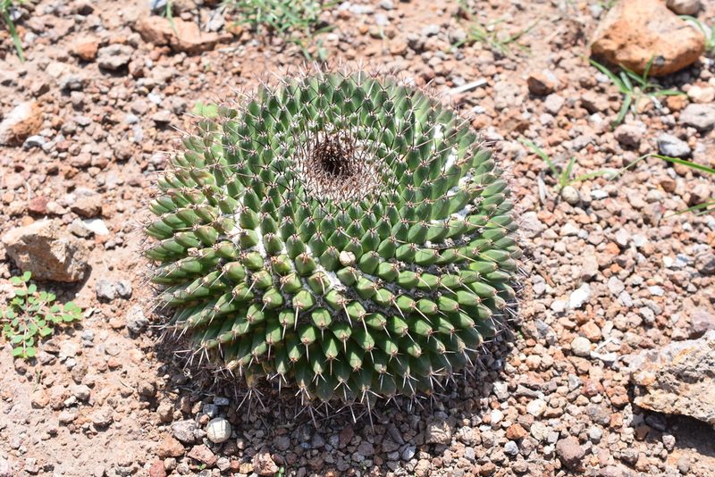 Mammillaria gigantea, photographed by P Gonzalez Zamora