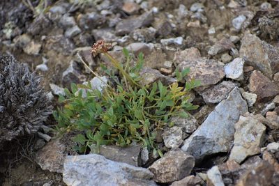Podistera yukonensis, photographed by Syd Cannings