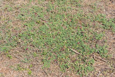 Tephrosia obovata, photographed by 國立臺灣博物館