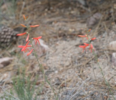 Penstemon labrosus, photographed by Jesse Rorabaugh
