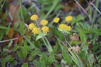 Bupleurum americanum, photographed by Syd Cannings