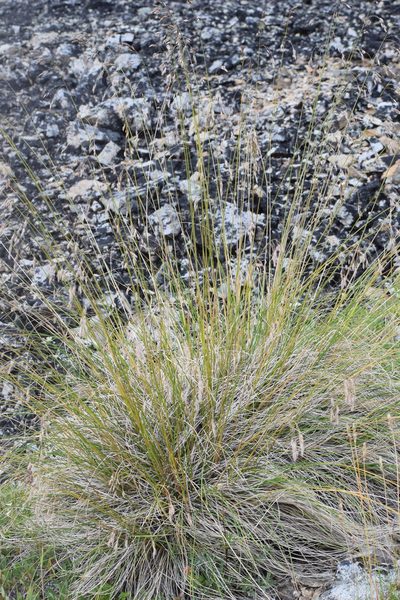 Festuca altaica, photographed by Syd Cannings