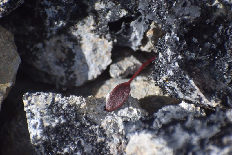 Claytonia ogilviensis, photographed by Syd Cannings