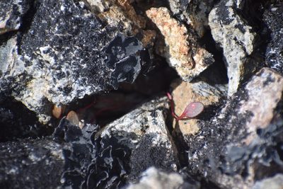 Claytonia ogilviensis, photographed by Syd Cannings