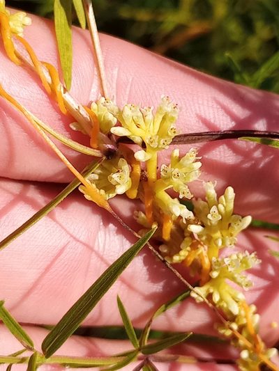 Cuscuta cephalanthi, photographed by Reuven Martin
