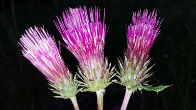 Cirsium andersonii, photographed by Alan Rockefeller