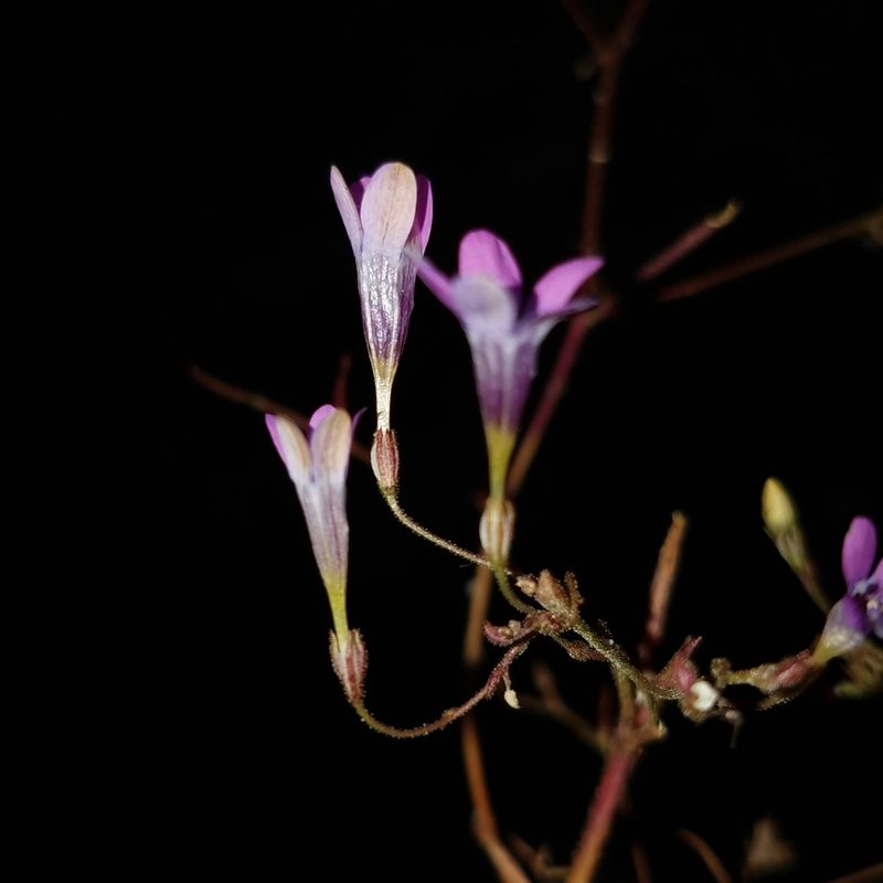 Navarretia leptalea, photographed by Alan Rockefeller