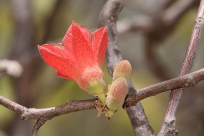 Brachychiton chillagoensis, photographed by dhfischer