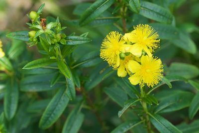 Hypericum prolificum, photographed by Owen Strickland