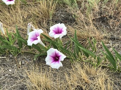 Ipomoea longifolia, photographed by CK2AZ