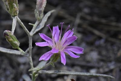 Stephanomeria lactucina, photographed by Alan Rockefeller