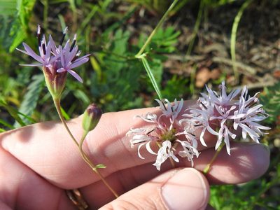 Palafoxia rosea, photographed by Sam Kieschnick