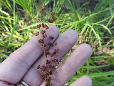 Juncus marginatus, photographed by Sam Kieschnick