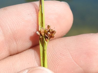 Rhynchospora globularis, photographed by Sam Kieschnick