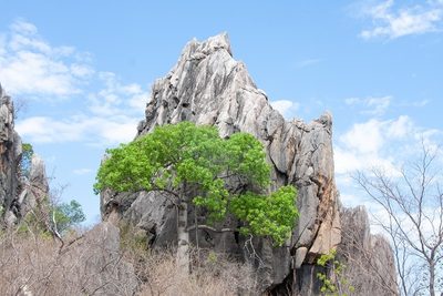 Brachychiton chillagoensis, photographed by dhfischer