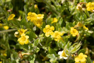 Erythranthe ptilota, photographed by Hilary Rose Dawson