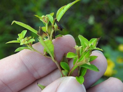 Ludwigia glandulosa, photographed by Sam Kieschnick