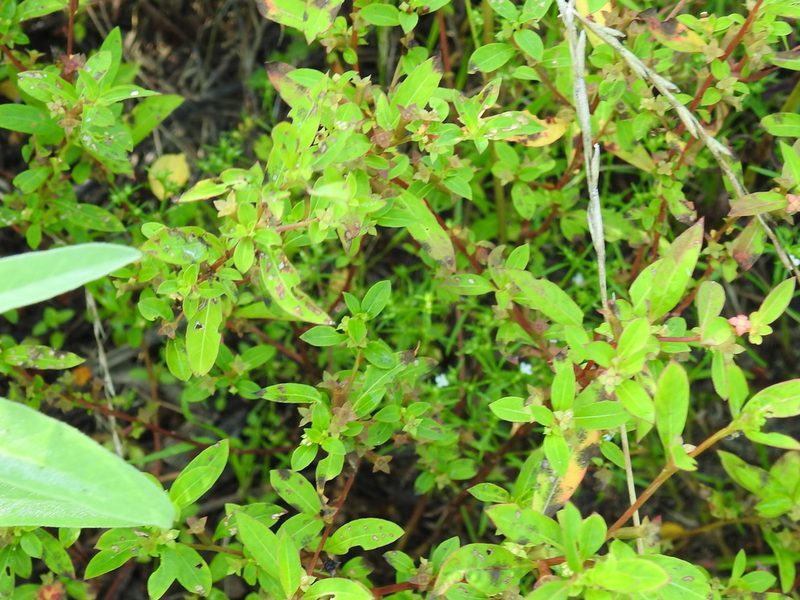 Ludwigia glandulosa, photographed by Sam Kieschnick
