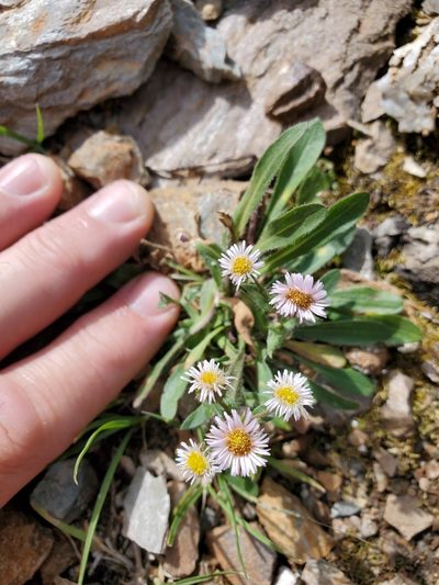 Erigeron nivalis, photographed by Shane Johnson