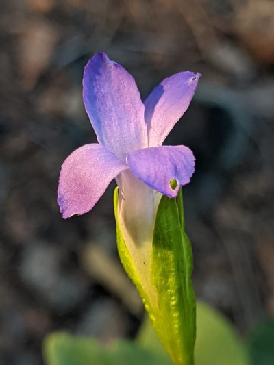 Gentianopsis simplex, photographed by Alex Heyman