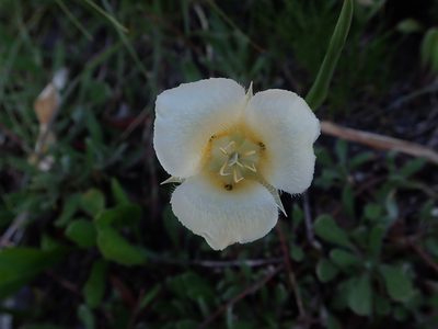 Calochortus apiculatus, photographed by Mitch Van Dyke