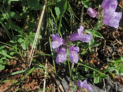 Penstemon ellipticus, photographed by Mitch Van Dyke