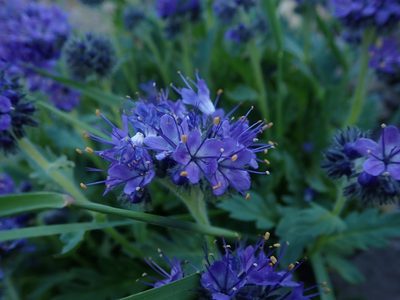 Phacelia lyallii, photographed by Mitch Van Dyke