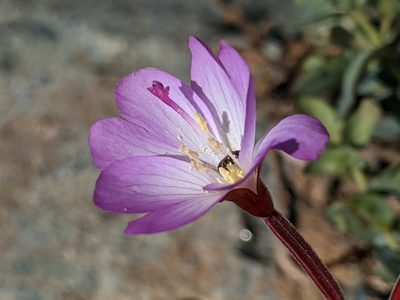 Epilobium siskiyouense, photographed by Alex Heyman
