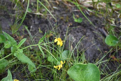 Arnica latifolia, photographed by Thompson Hyggen