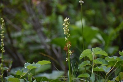 Platanthera stricta, photographed by Thompson Hyggen
