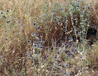 Eryngium articulatum, photographed by Steve Matson
