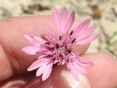 Palafoxia reverchonii, photographed by Sam Kieschnick