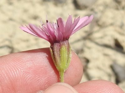 Palafoxia reverchonii, photographed by Sam Kieschnick