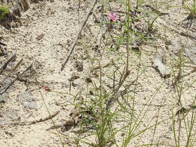 Palafoxia reverchonii, photographed by Sam Kieschnick